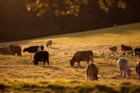 Influence of Betaine Supplementation on Heat Stress in Livestock